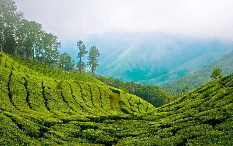 take-high-tea-in-the-hill-station-of-munnar-background.jpg