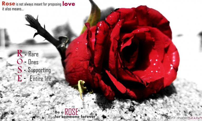 love_rose-wallpaper-1280x768.jpg