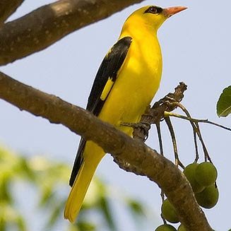 Foto Kepodang Jantan Ciri Jenis Kelamin Burung Kicau.jpg