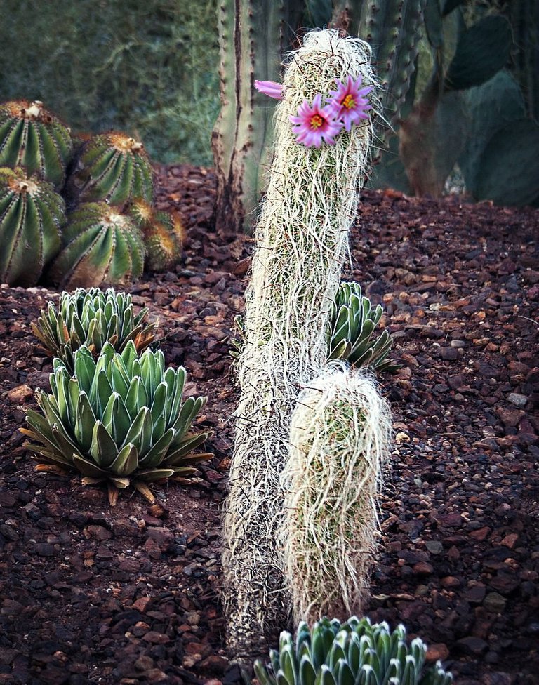 cactii flower1.jpg