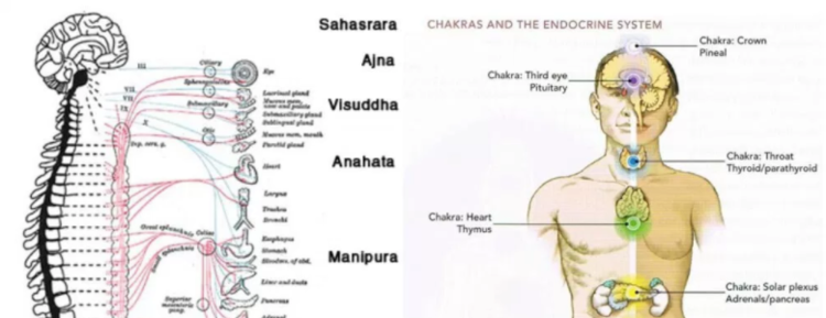 Chakras endocrine.png