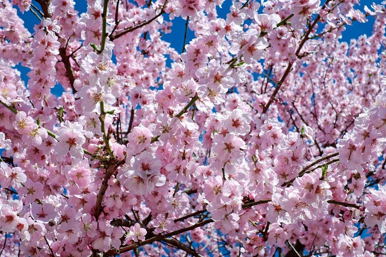 japanese-cherry-trees-2168858_1280.jpg