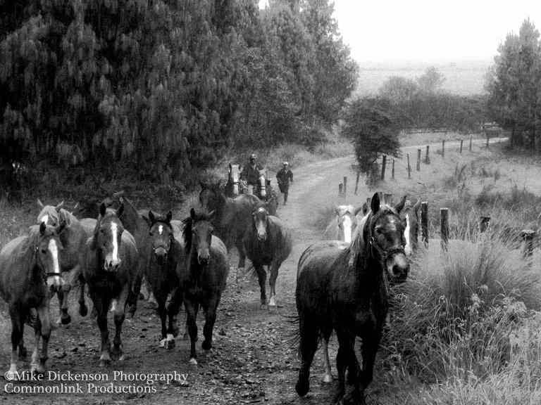 horse run black and white.jpg