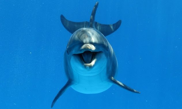 9a-dolphin-529663148.jpg