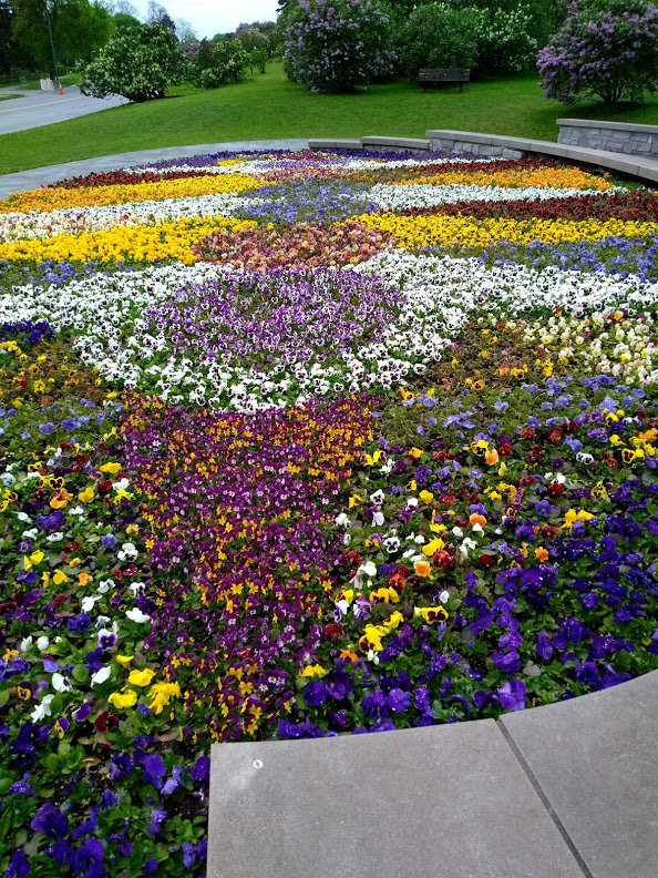 PerfectPansies1.jpg