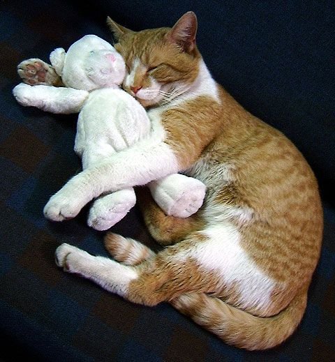 catteddyhug copy.jpg