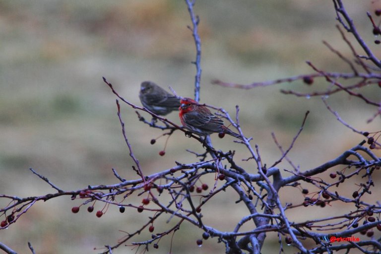 house finch PFW20-24-0015.JPG