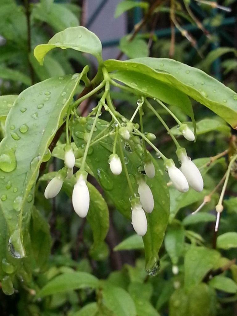 flower after rain6.jpg