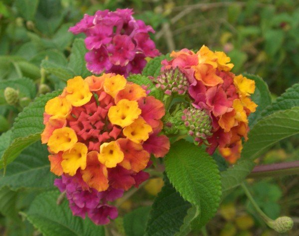 lantana-agaç-minesi-600x474.jpg