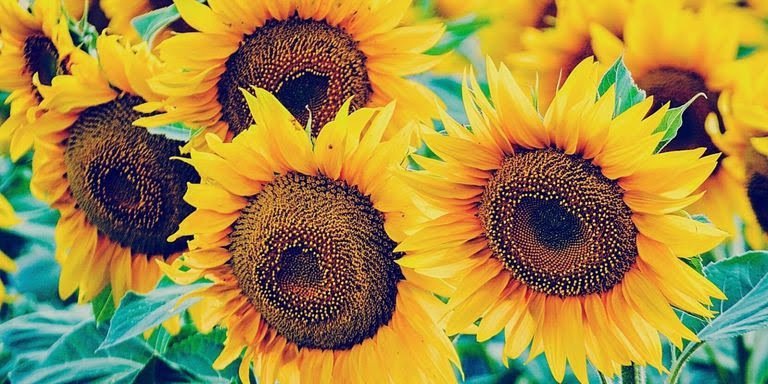 landscape-1429816525-suprising-sunflowers-index.jpg