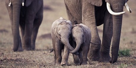 26209_cuccioli-elefante_1_460x230.jpg