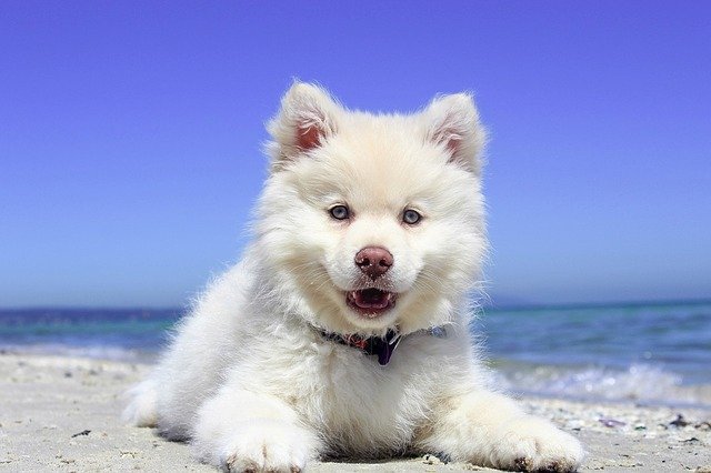 dog-on-beach.jpg