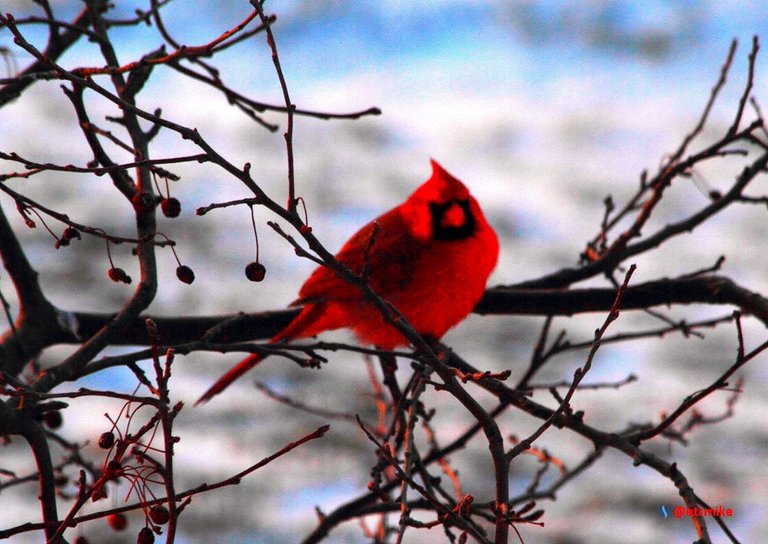 northern cardinal PFW22-sa0010.JPG