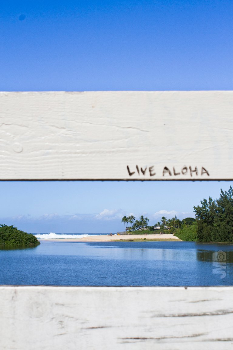 Live-Aloha1.jpg