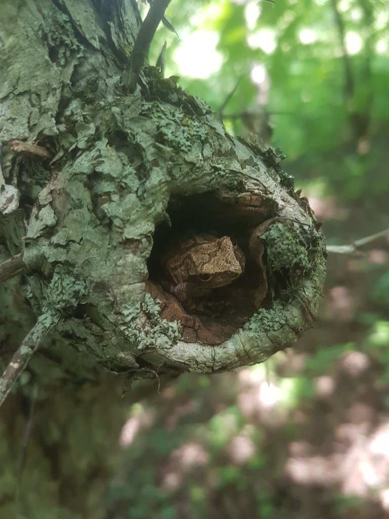 Frog in a tree Meaford.jpg