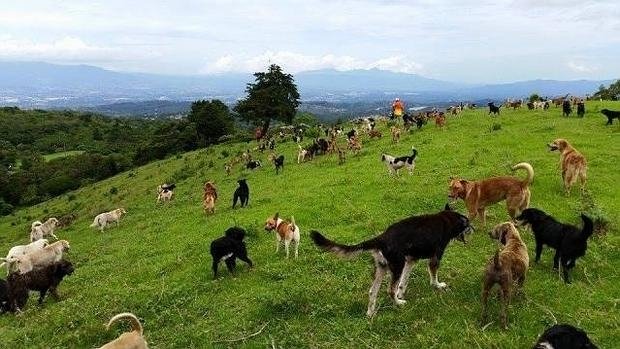 PERROS-COSTARICA_xoptimizadax--620x349.jpg