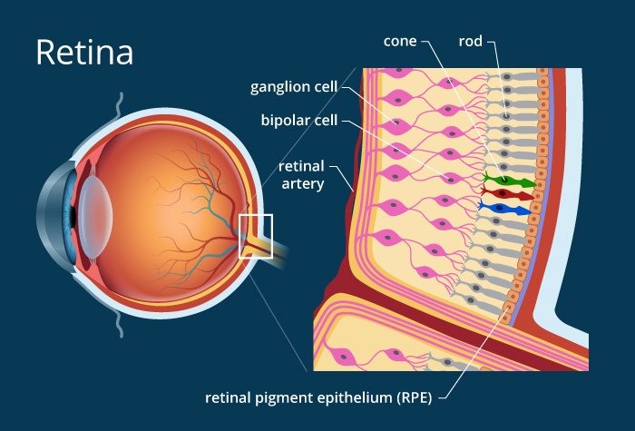 retina-700x475.jpg