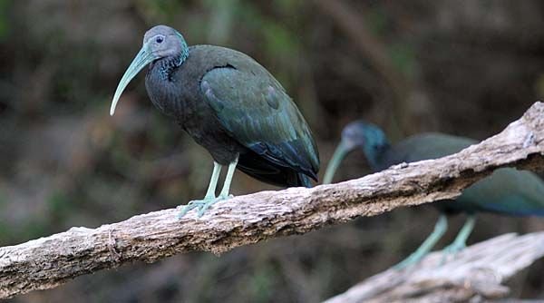 Green-Ibis.jpg