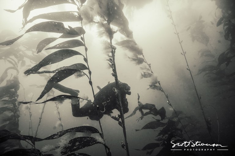 Kelp Forest-1.jpg