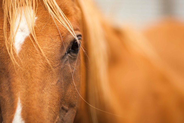 Horse Looking At Camera 002.jpg