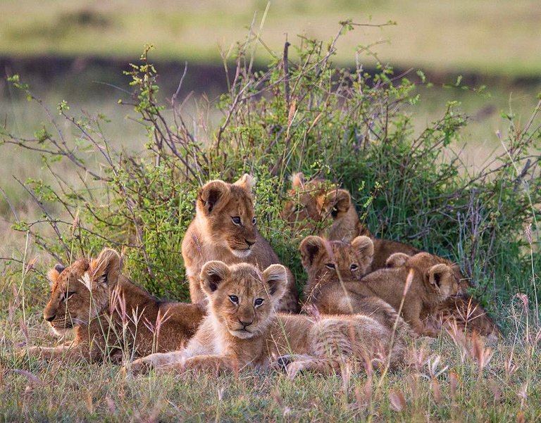 Maasai Mara.jpg