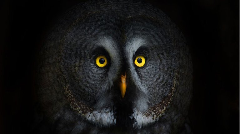 OWL-darkweb.width-800.jpg