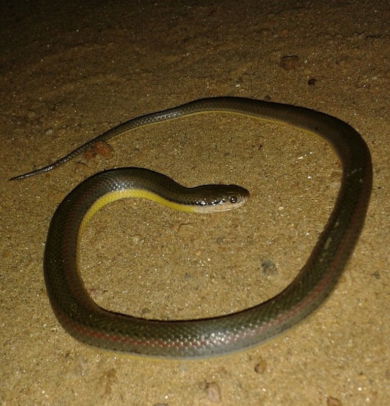 Olive_Keelback_water_snake_(Atretium_schistosum)_from_Sri_Lanka.jpg