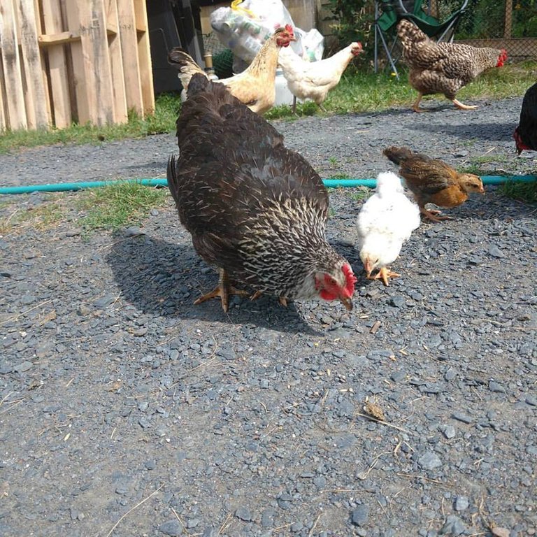 happy chickens.jpg