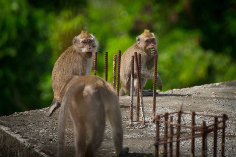 monkeys-12.jpg