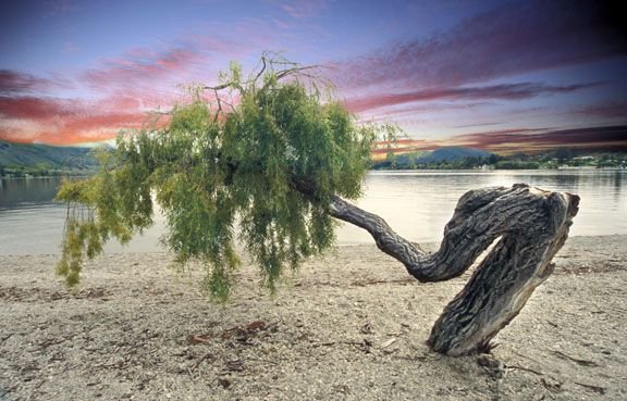 NZ-tree.jpg