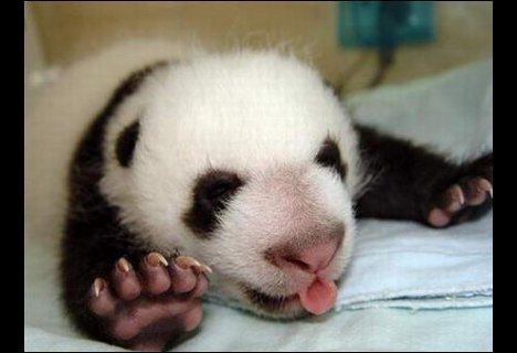 baby-panda-stretch.jpg