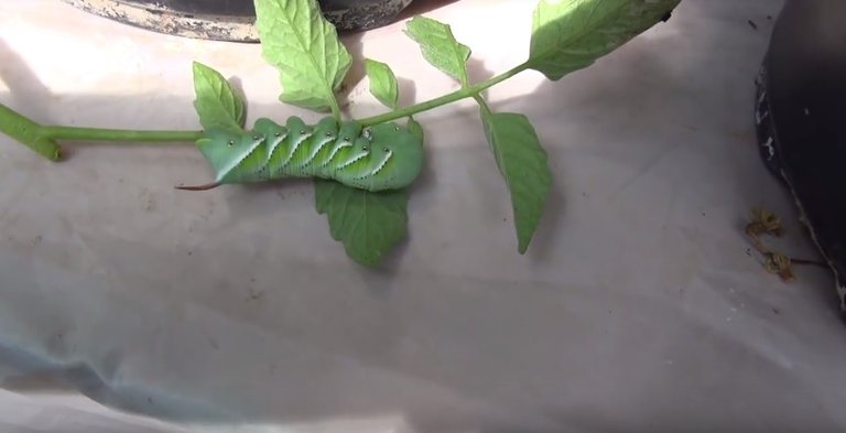 tomatoworm2.jpg