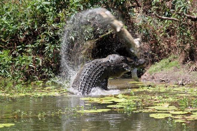 AUSTRALIA-CROCODILE.jpg