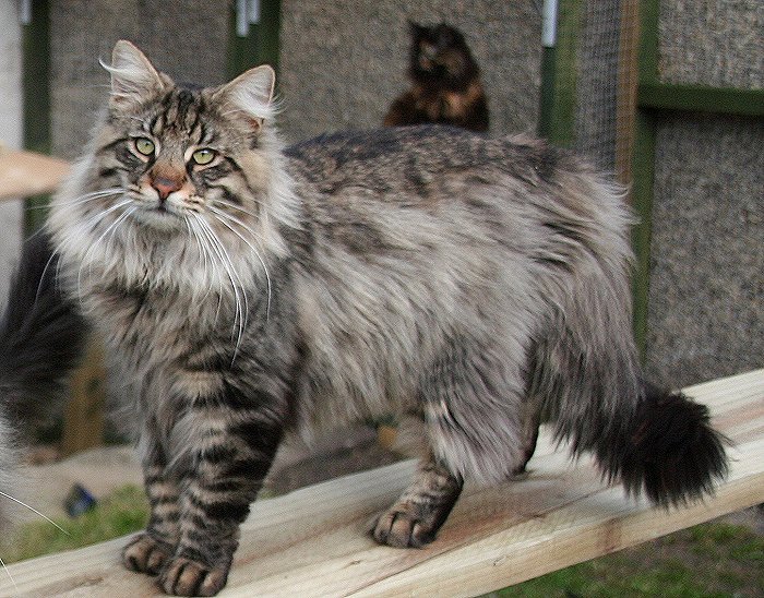 Tabby-Norwegian-Forest-Cat-Standing.jpg