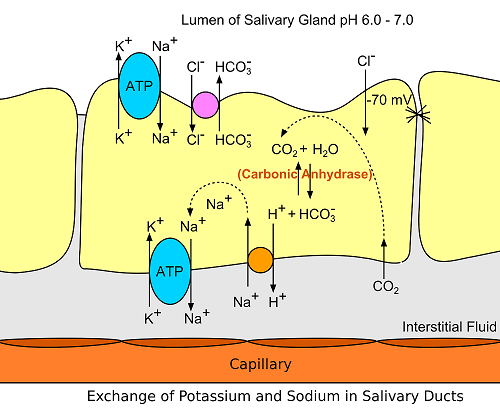 Saliva_secretion_duct.svg.png