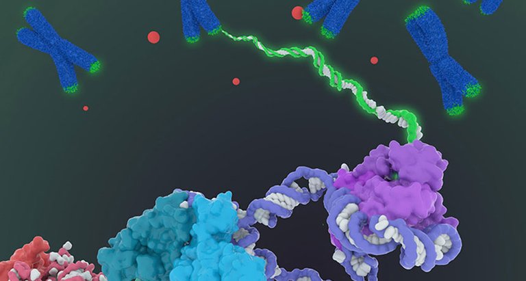 telomerase.jpg