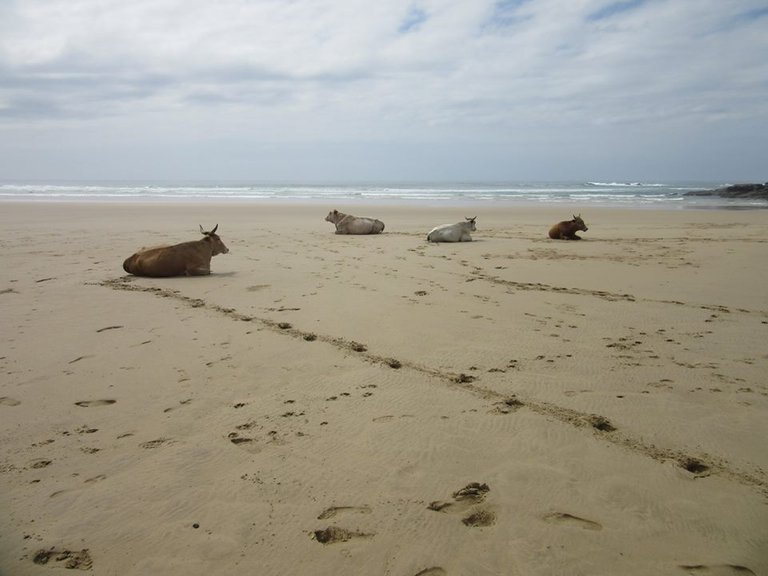 cows on beach.jpg