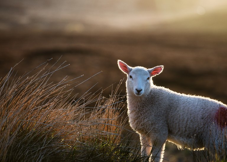 wicklow-mountains_shep-by-dublinheadshot.jpg