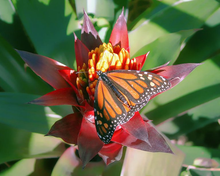 monarch-butterfly-on-a-bromeliad-fred-larson.jpg