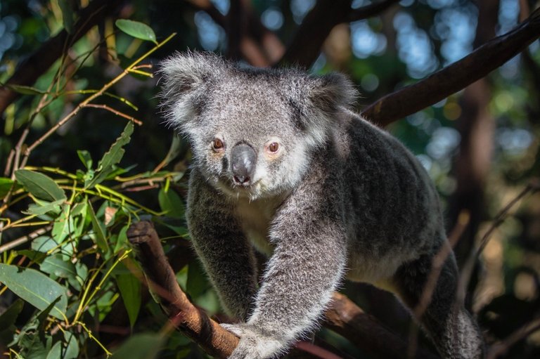 koala-photo-rita-drysdall.jpg