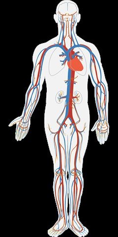 human-body-311864_960_720_240x480.jpg