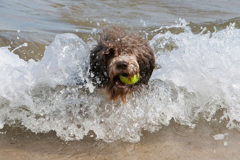 spanish water dog head in surf.jpg