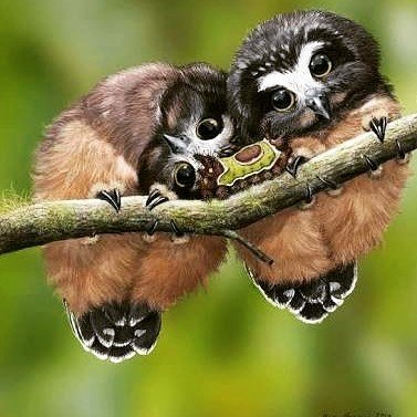 Cute owls.jpg