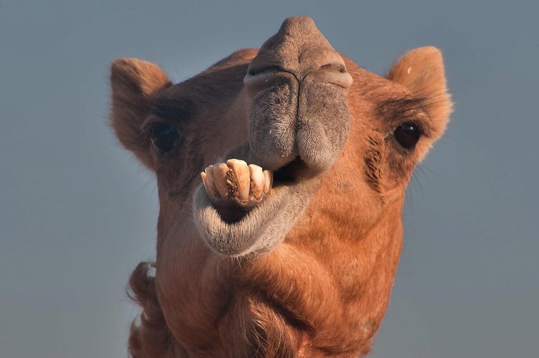 camel.jpg