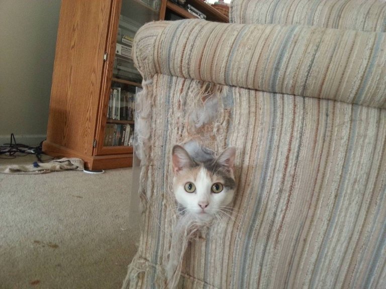 cat-kills-couch-1024x768.jpg