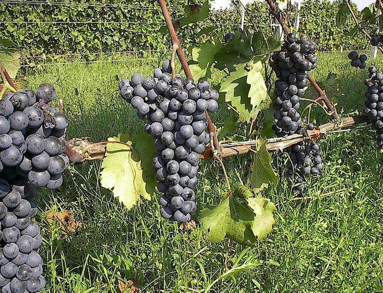 Agiorgitiko Grapes.jpg