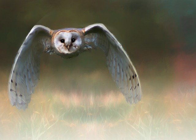 owl-2147085_640.jpg