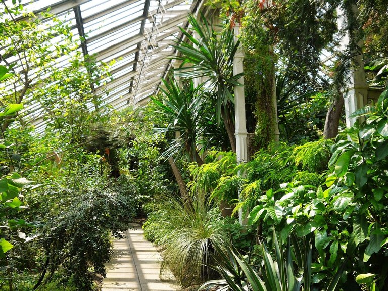 29415017744 - happy plants inside the temperate house at kew.jpg