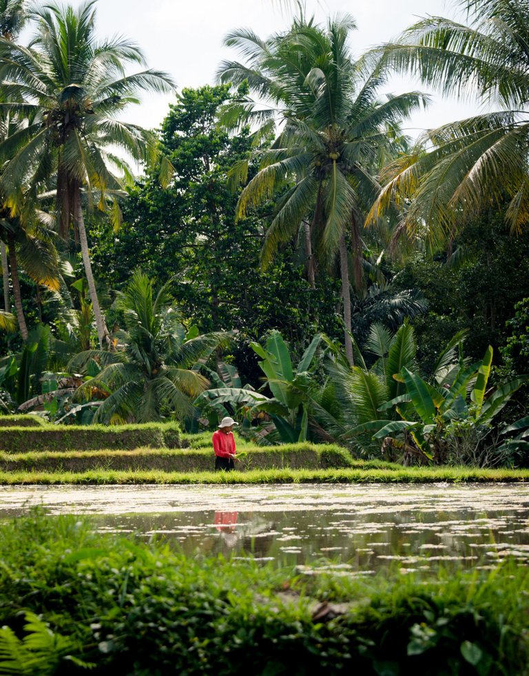 UBUD (1 of 15).jpg