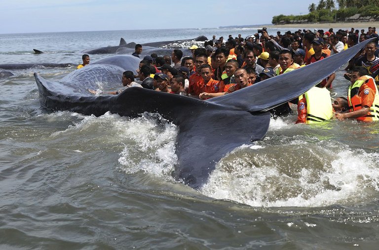 Rescuers Attempt to Push Stranded Whales Back Into The Ocean.jpg